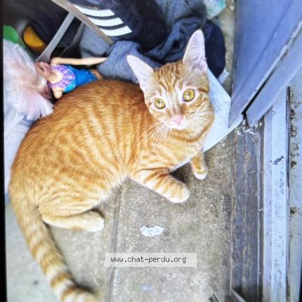 Foto 1/1 Mina Chat perdido en Marseille