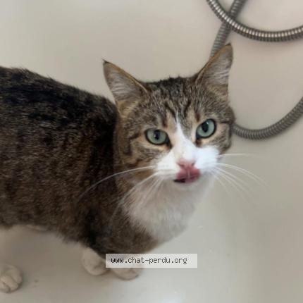 Foto 1/1 Radja Chat perdido en Colomiers