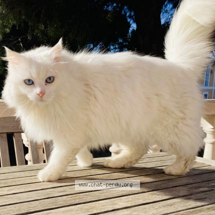 Foto 1/1 Shira Chat perdido en Bouzigues