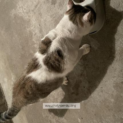 Foto 1/1 Gato encontrado Encontrado en Nantes