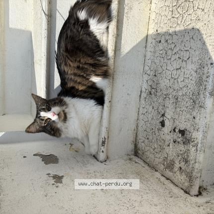 Foto 1/1 Batman Chat perdido en Niort