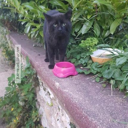 Foto 1/1 Gato encontrado Encontrado en Champigny