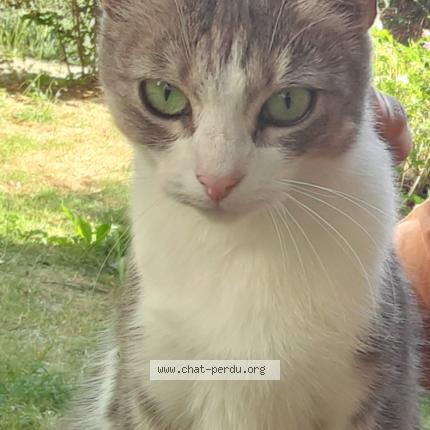 Foto 1/1 Grisette Chat perdido en Massy