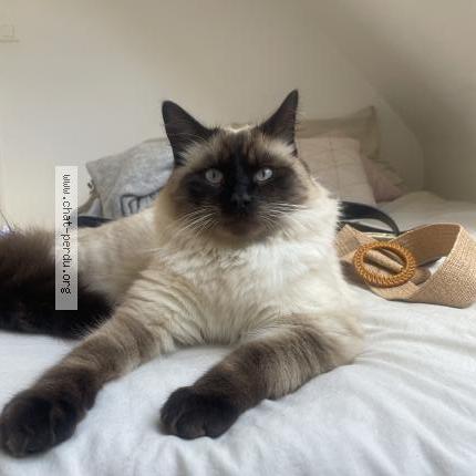 Foto 1/1 Théodore Chat perdido en Quimper