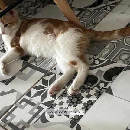 Foto 1/1 Aribo Chat perdido en Le soler