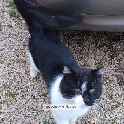 Foto 1/1 FREDO Chat perdido en Flammerans