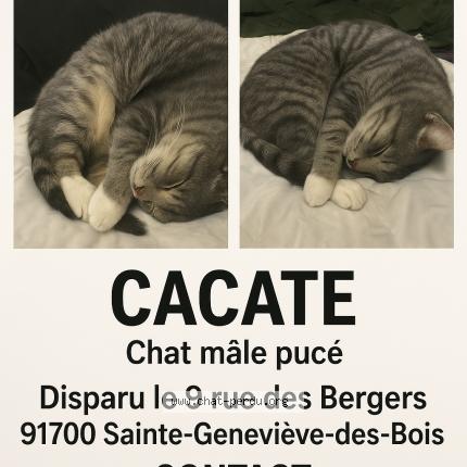 Foto 1/1 Cacate Chat perdido en Sainte genevieve des bois