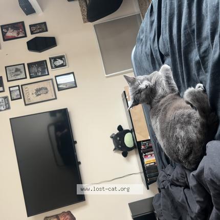 Foto 1/1 Smokey Chat perdido en Jacksonville