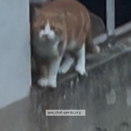 Foto 1/1 Gato encontrado Encontrado en Ingersheim