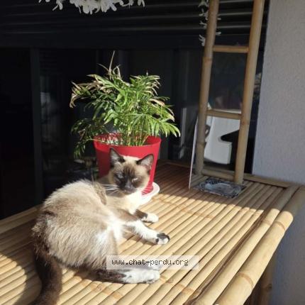 Foto 1/1 Lady Chat perdido en Sainte marie la mer