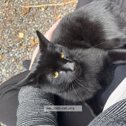 Foto 1/1 Gato encontrado Encontrado en Seattle