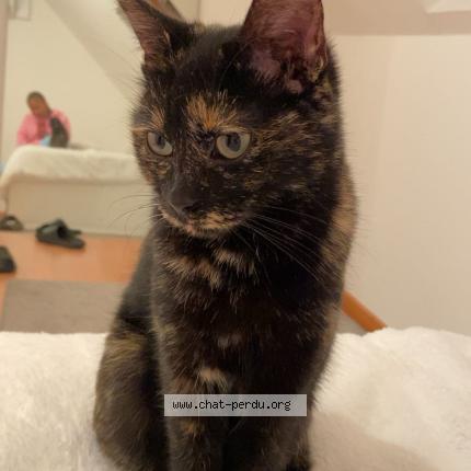 Foto 1/1 Borges da Silva Chat perdido en Saint cheron