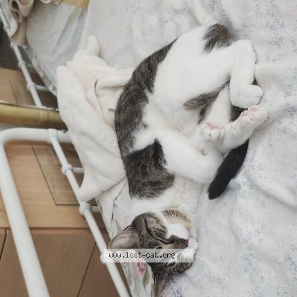 Foto 1/1 Luna Chat perdido en Jackson heights