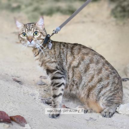 Foto 1/4 Vénus Chat perdido en La tour du crieu