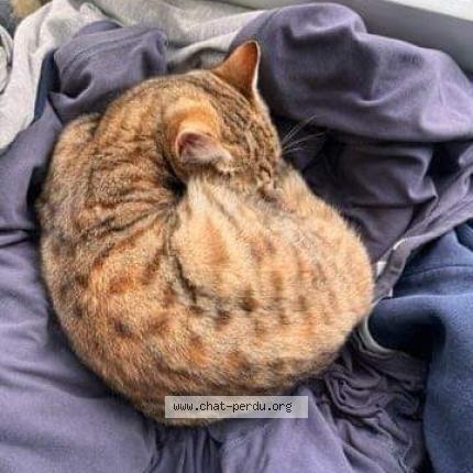 Foto 3/4 Vénus Chat perdido en La tour du crieu
