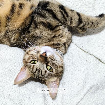 Foto 4/4 Vénus Chat perdido en La tour du crieu