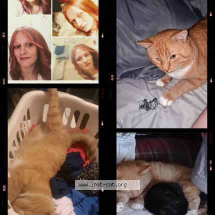 Foto 1/1 Fatboy Chat perdido en Hazelhurst