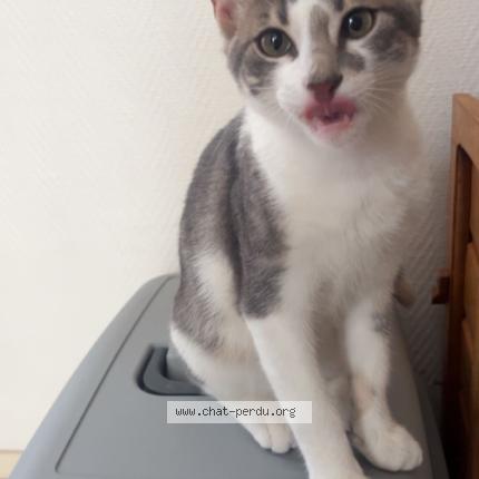 Foto 1/1 Minou Chat perdido en Marly