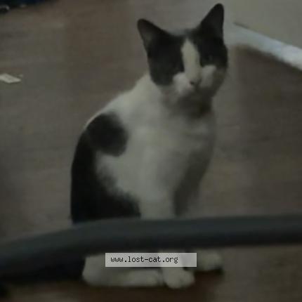 Foto 1/1 Roscho Chat perdido en Terre haute