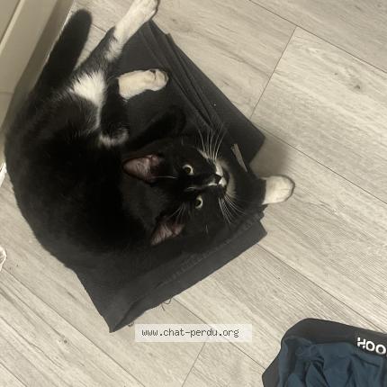 Foto 1/1 Esteban Chat perdido en Acton vale