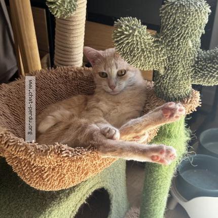 Foto 1/1 Kira Chat perdido en Javerdat