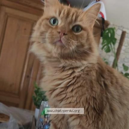 Foto 1/1 Caramel Chat perdido en St martin du tertre