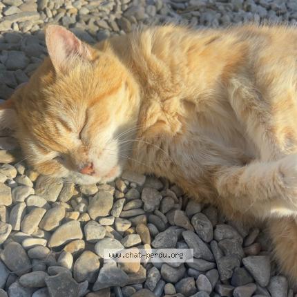 Foto 1/1 Nanou Chat perdido en Chapelle vallon