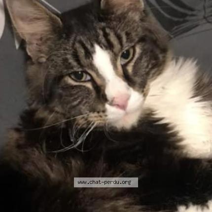 Foto 1/1 Filou Chat perdido en Harnoncour