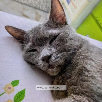 Foto 1/1 Coco Chat perdido en Singapore