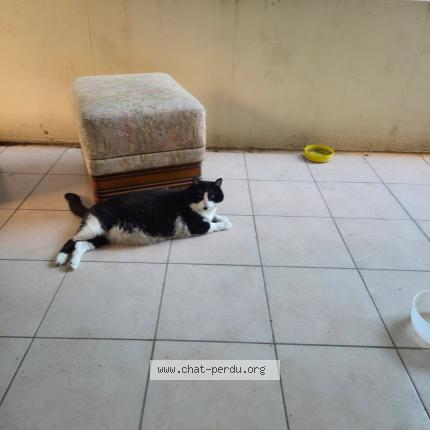 Foto 1/1 Guizmo Chat perdido en Vallauris