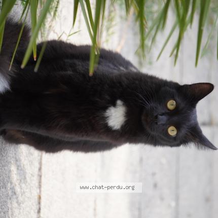 Foto 1/1 Gato encontrado Encontrado en Chatellerault