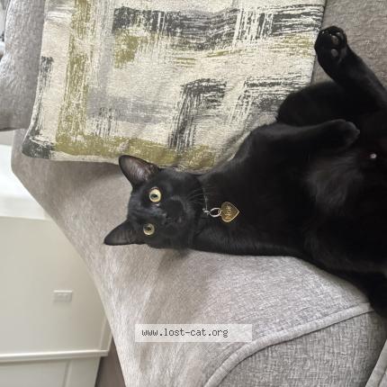 Foto 1/1 Noir Chat perdido en Fayetteville