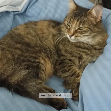 Foto 1/1 Grisette Chat perdido en Leguevin