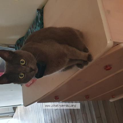 Foto 1/1 Aslan Chat perdido en Saint paul