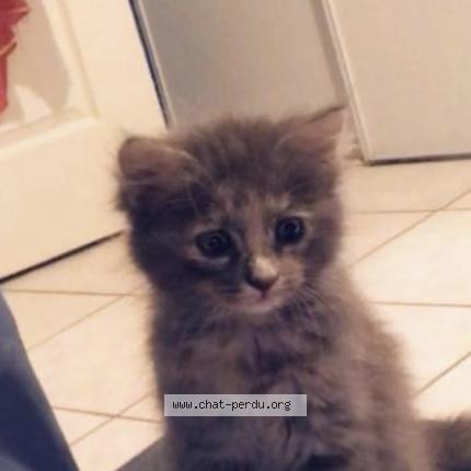 Foto 1/1 Stitch Chat perdido en Andance