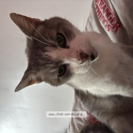 Foto 1/1 Grizzly Chat perdido en Sainte adresse