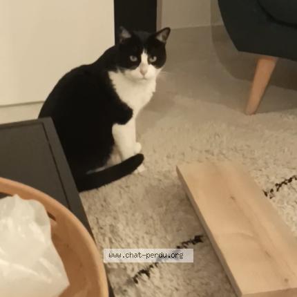 Foto 1/1 Roki Chat perdido en Eyguieres