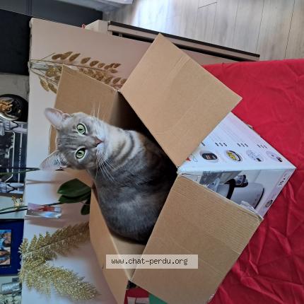 Foto 1/1 TCHOUPI Chat perdido en Aubagne