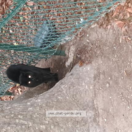 Foto 1/1 Gato encontrado Encontrado en Paris