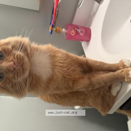 Foto 1/1 Mr cat Chat perdido en Newark