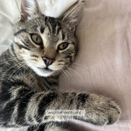 Foto 1/1 Minou Chat perdido en Quincy sous senart