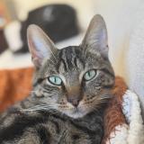 Foto del gato perdido en Angrie