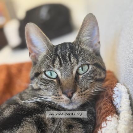 Foto 1/1 Yasu Chat perdido en Angrie