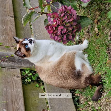 Foto 1/1 loki Chat perdido en Quessoy