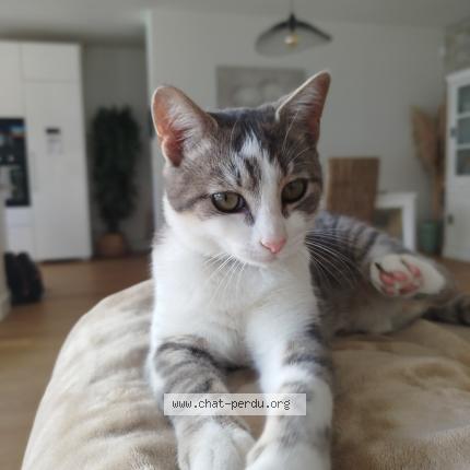 Foto 1/1 Rafa Chat perdido en Le bouscat