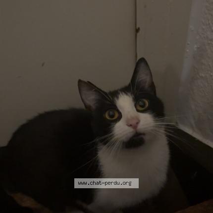 Foto 1/1 Gato encontrado Encontrado en Mulhouse