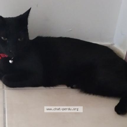 Foto 1/1 Moussette Chat perdido en Gargas