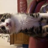 Foto del gato perdido en Saint Dizier