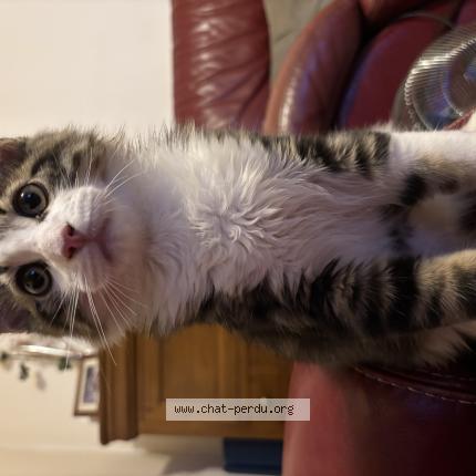 Foto 1/1 Mayo Chat perdido en Saint dizier