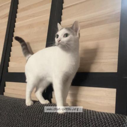 Foto 1/1 Winnie Chat perdido en Marseille